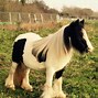 Image result for Most Beautiful Gypsy Horse