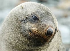 Image result for Pinniped Rookeries