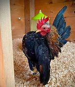 Image result for Serama Chicken Baby