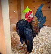 Image result for Serama Chicken Exchequer