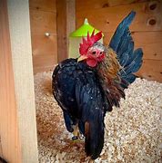 Image result for Serama Chicken Size Chart