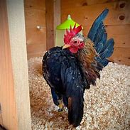 Image result for Malaysia Serama Chicken