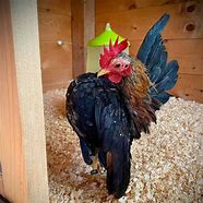 Image result for What Is a Serama Chicken