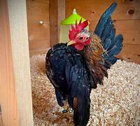 Image result for Serama Chicken Baby