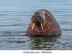 Image result for Fattest Walrus