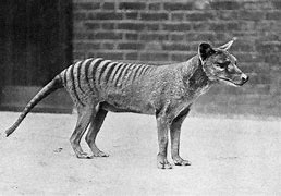 Image result for thylacine extinction photos