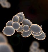 Image result for Yeast Cell Fermentation Alcohol