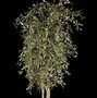 Image result for Olive Tree Marzilla