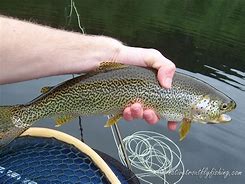 Image result for Fly Fishing Cutthroat Trout