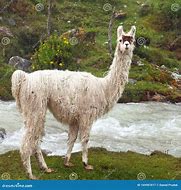 Image result for Block Lama