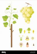 Image result for Grape Anatomy