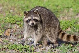 Image result for Raccoon Dangerous