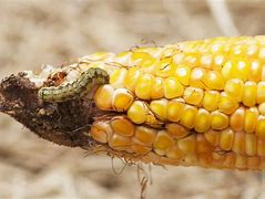 Image result for South African Pesticides