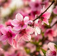 Image result for Peach Tree Blight