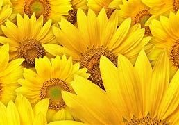 Image result for Yellow 26 Number Image