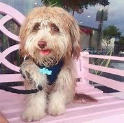 Image result for Dog with Human Smile