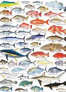 Image result for Ikan Laut Malaysia