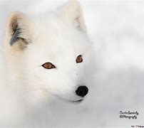 Image result for Arctic Fox HD