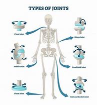 Image result for Human Body Joints