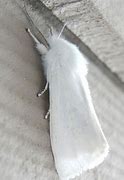 Image result for White Moth ID