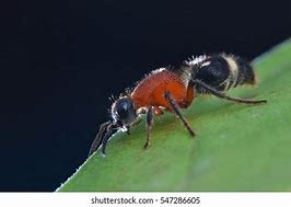 Image result for Red Velvet Ant