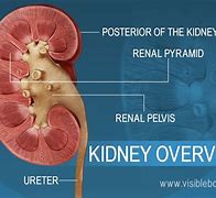 Image result for Hippo Kidney