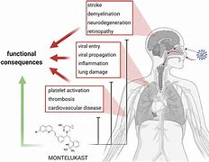 Image result for Leukotrien