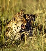 Image result for Panthera Pardus Hyaenidae