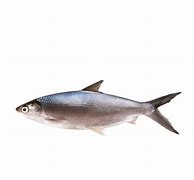 Image result for Ikan Laut Bersisik