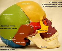 Image result for Human Skull Lateral View