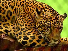 Image result for african jaguar diet