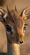 Image result for Dik Dik Nose