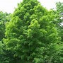 Image result for Caddo Maple Tree