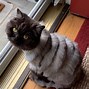 Image result for Smerf Cat with Hair