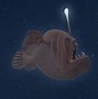 Image result for Sebal Fish