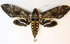 Image result for Hornworm Moth Life Cycle