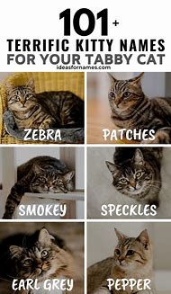 Image result for tabby cat kitten names