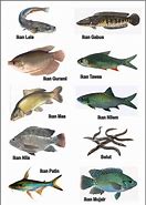 Image result for Ukuran Rayyak Ikan