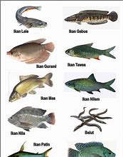 Image result for Macam Ikan