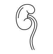 Image result for Ureter Graphics