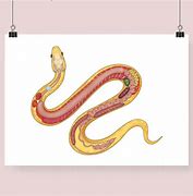 Image result for Corn Snake Anatomy