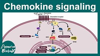 Image result for Chemokinesis