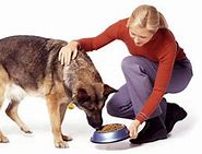 Image result for Feed a Dog