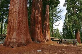 Image result for Sequoia National Park Views