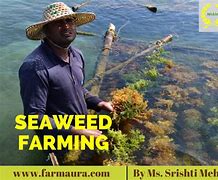 Image result for Seaweed Farming