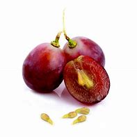 Image result for Grape Seed Lil