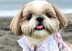 Image result for 12 Week Old Shih Tzu