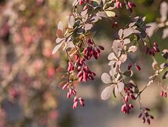 Image result for Dwarf Barberry Shrub