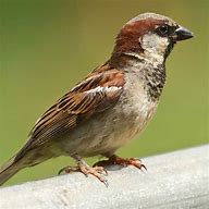 Image result for Male House Sparrow Bird