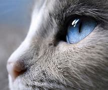 Image result for Cats Eyes Side View